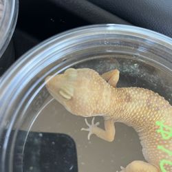 Toy Gecko