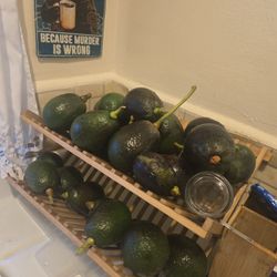 Organic Fresh Pick Avocados From Are Tree