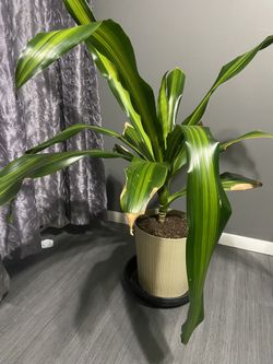 Large Dracaena Golden Heart Plant