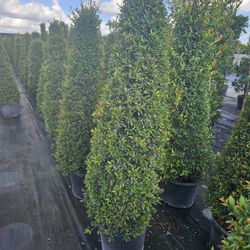 topiary  cones and spirals , Japanese  Blueberry   $60 and up