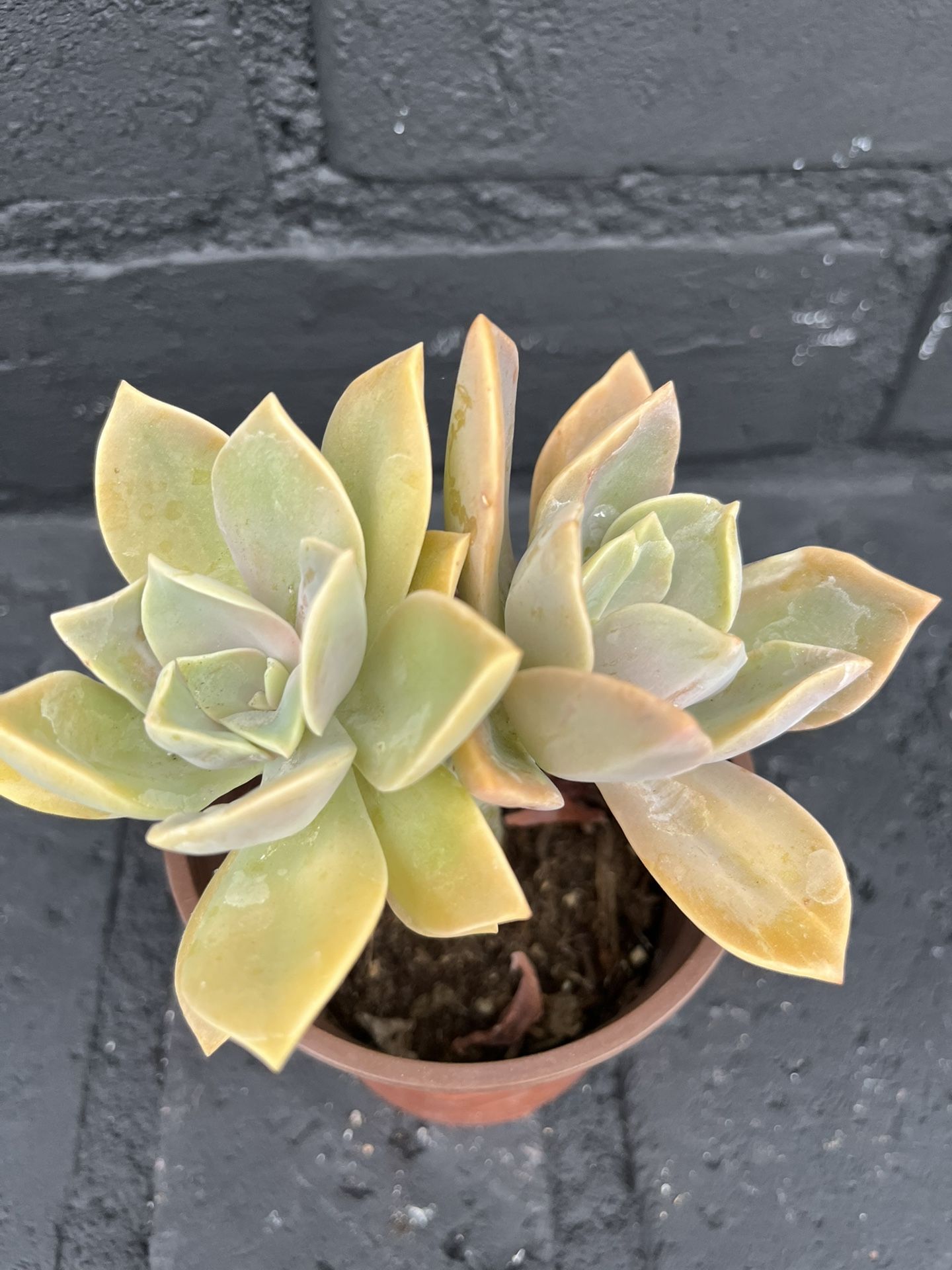 Succulents