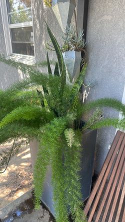 Free plants