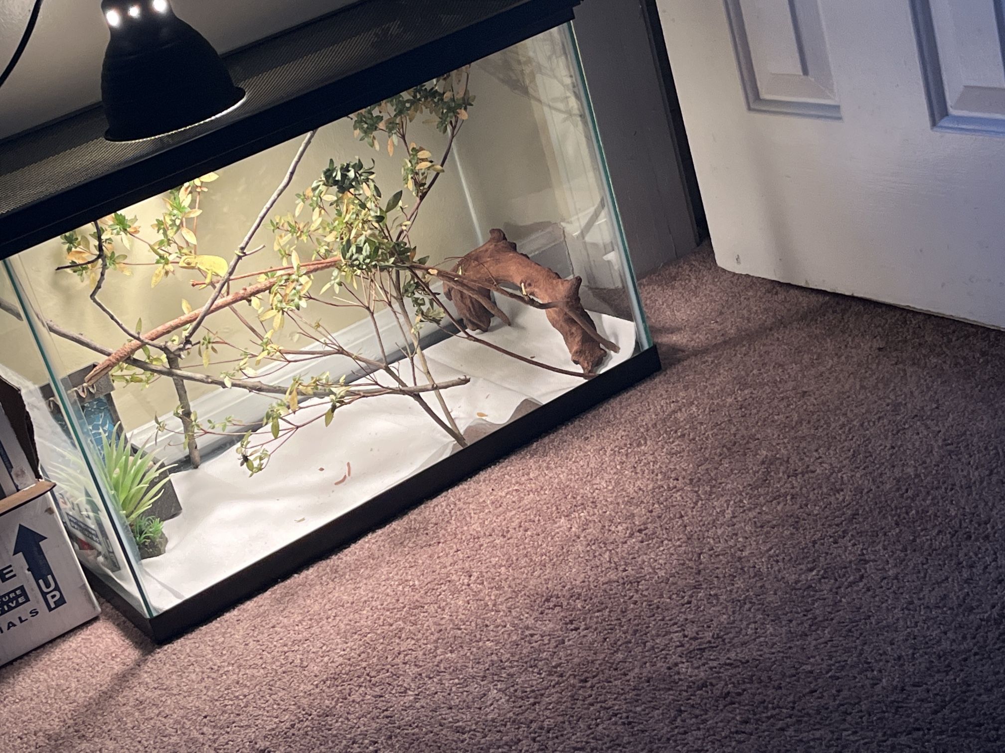 20 Gallon Tall Tank