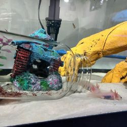 Axolotl Fish Tank Aquarium 