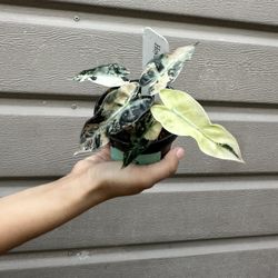 4” Variegated Alocasia Bambino Very Pretty Variegation