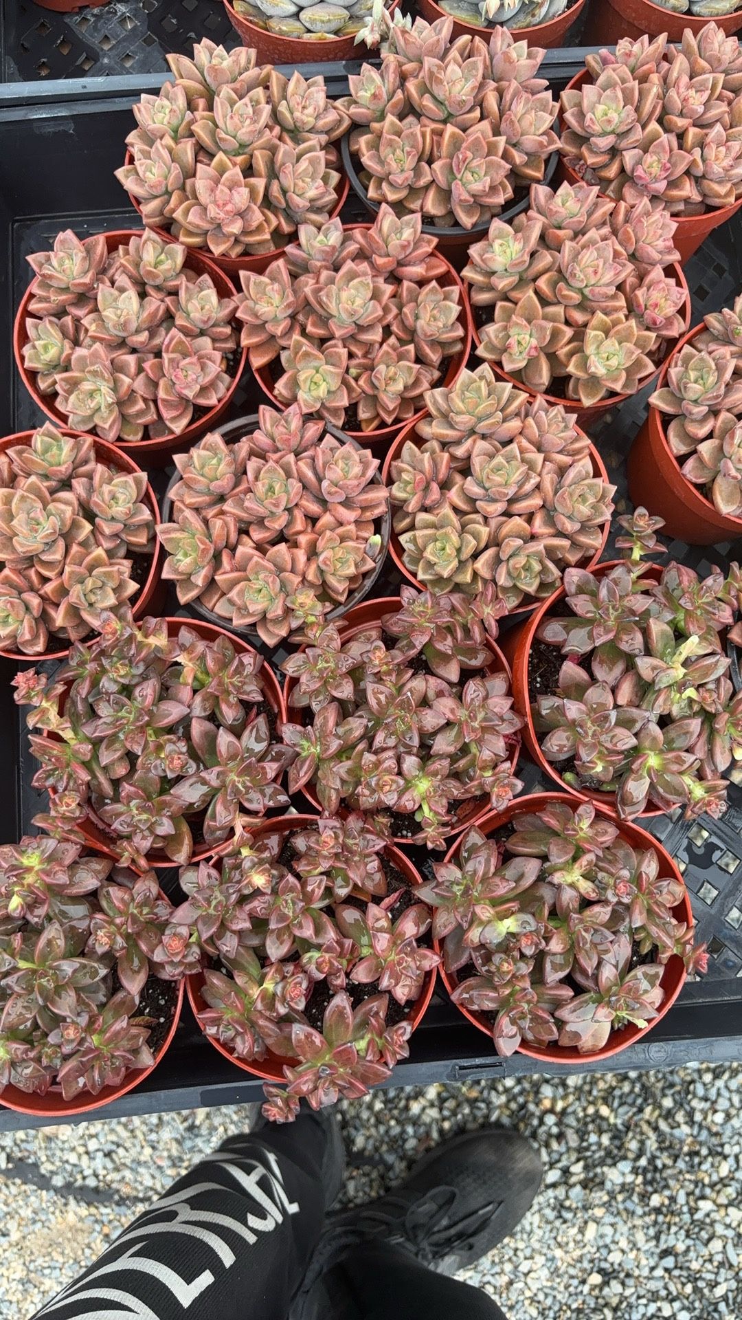 Succulent