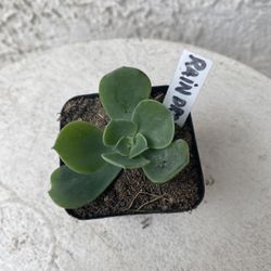 2 Inch Pot Succulent Plant - Echeveria Raindrops - Rooted & Established - Drought Resistant -🪴Great Baby Shower Wedding Favors