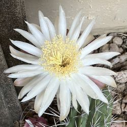 Toothpick Cactus Clipping - Stetsonia coryne