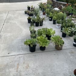 Lot Of Different Kind Of Plants Succulents Sale