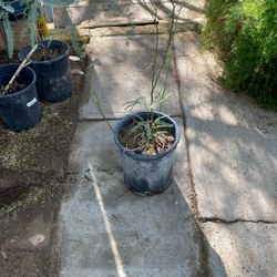 Mesquite,and Palo Verde Some 4’,and 5’ High, 15 Each