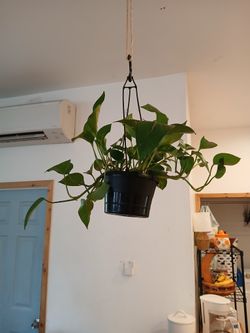Hanging Plant
