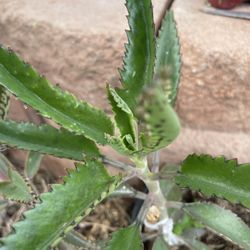 Kalanchoe Plants For $5