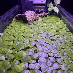 Frogbit Floating Plants For Acuarium