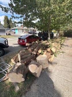 Free firewood (Persian ironwood, cypress)