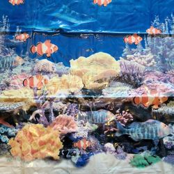  Nautical Shower Curtain Matching   Soap Dish 