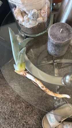 Agave Pup with Root