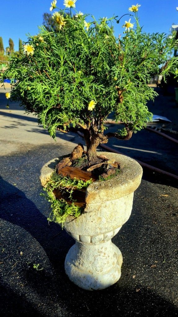 Bonsai Tree 2yrs