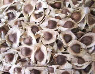 Organic moringa malunggay drumsticks seeds
