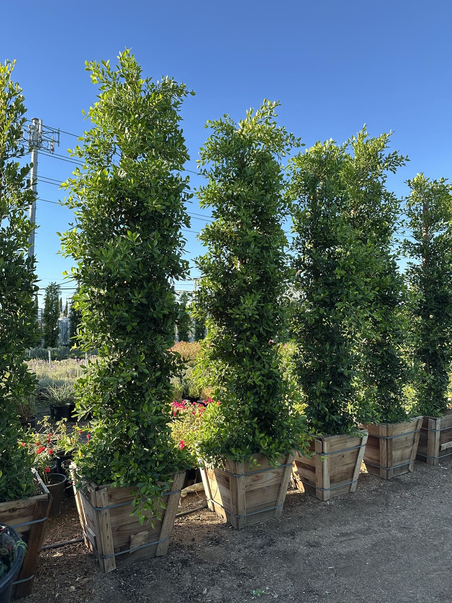 Ficus Nitida Indian Laurel Hedge