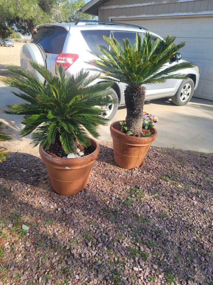 Sago Palm 9 Pcs 