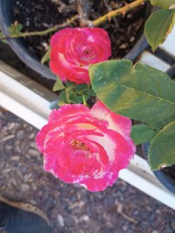 Rose plants