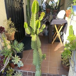 4 Feet Tall Euphorbia Candelabra Cactus