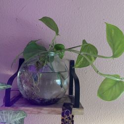 Fish Bowl With Plants 🌱 
