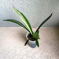 Small  sansevieria   Bantel’s   Plant