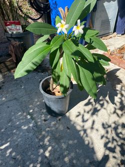 Plumeria hawaiiana