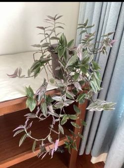 Tradescantia Albiflora Nanouk Pink Live plant