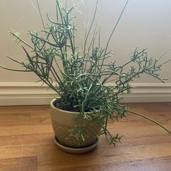 Rhipsalis cereuscula “Coral Cactus” in Pot