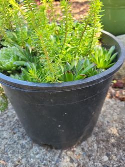 SEDUMS- THE EZ CARE YEAR 'ROUND PLANTER