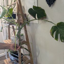 Monstera Plant