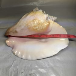Nautical Seashell Conch Queen Horn Natural Large 10" X 9" Sea Decor Beige Pink