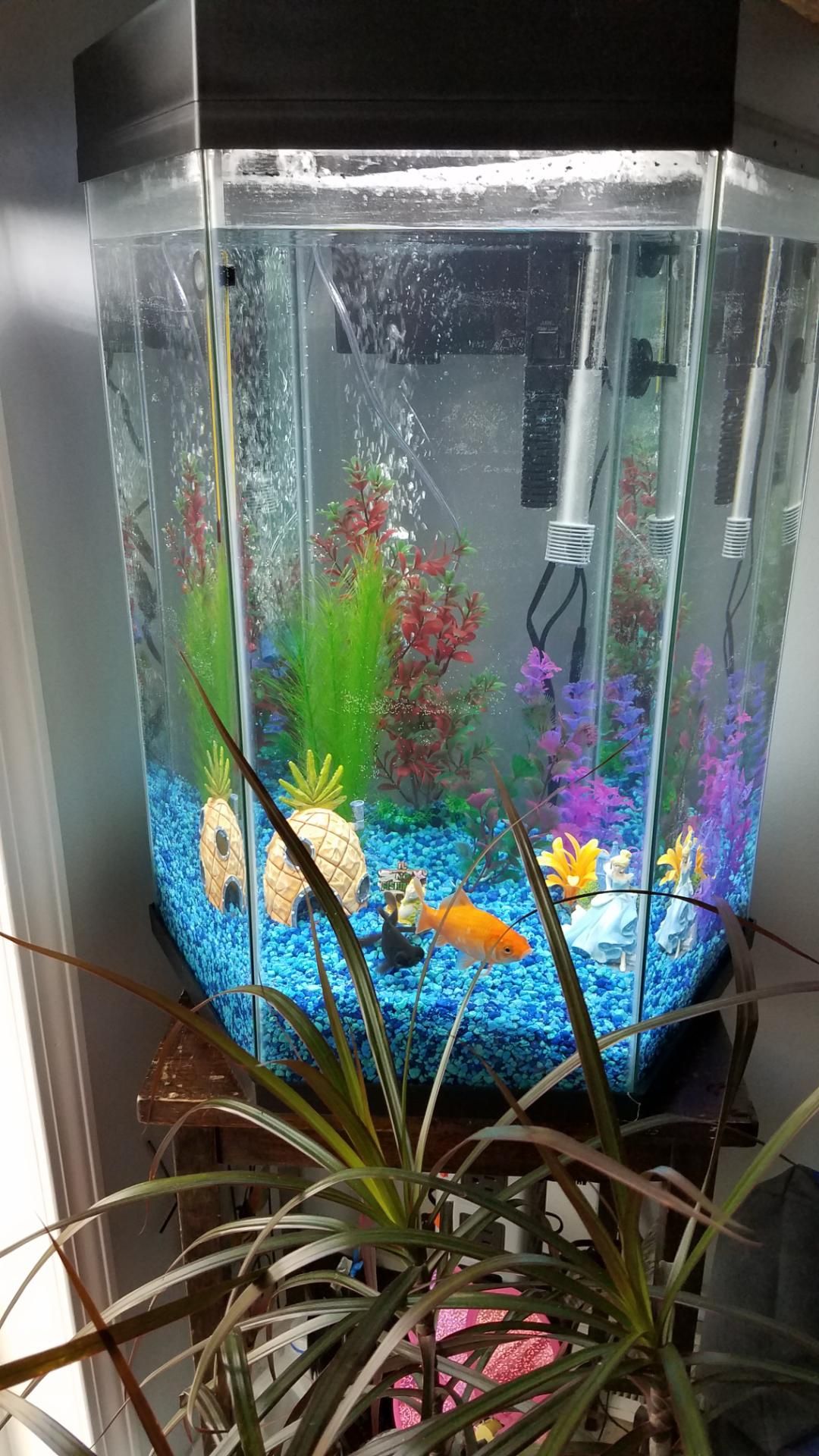 20 Gallon TopFin Captivate Starter Tank