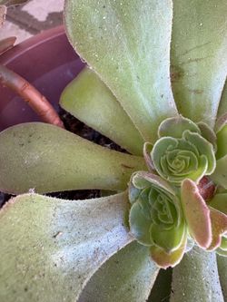 Aeonium plant root  cutting 1pc, no pot