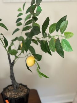 SILK PLANT Lemon Tree $10