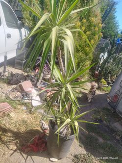 Yeka tree ready for its next pot or in the ground