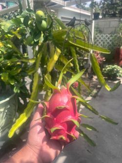 Dragon fruit