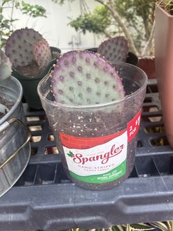 Santa Rita/ purple prickly pear cactus