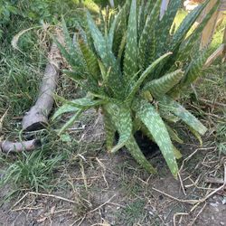 Aloe Vera