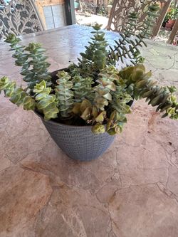 Succulent plant