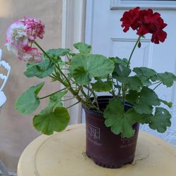 Potted Geranium