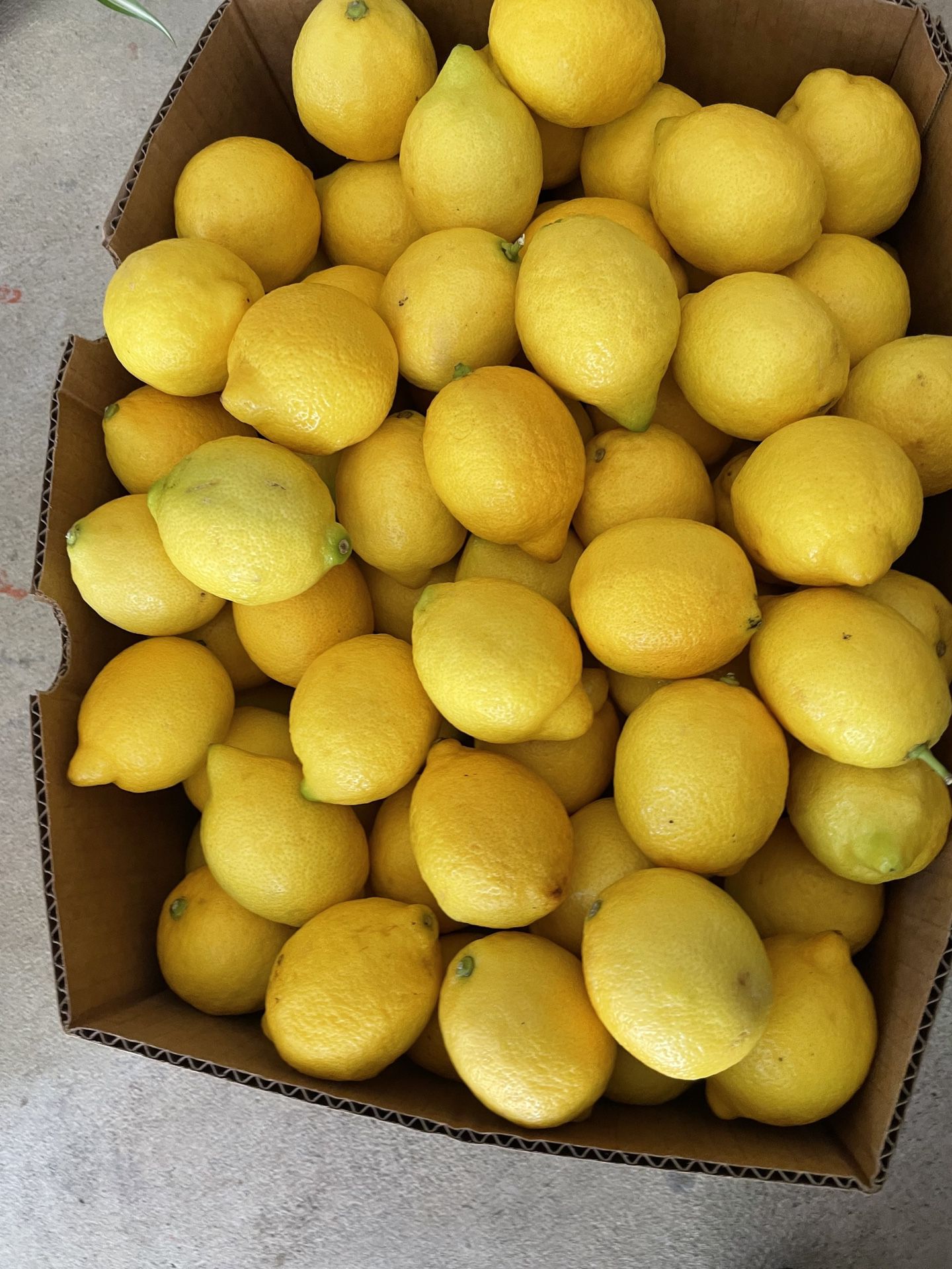 Boxes Of Lemons 🍋 