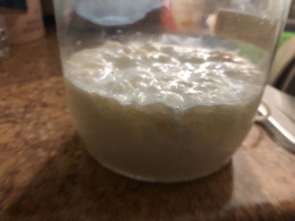 Fresh Milk Kefir Grains Bulgaros Probiotic Live Culture Heirloom Starter Make Cheese Diy Tibetan Mushroom Raw For Sale In Los Angeles Ca Offerup