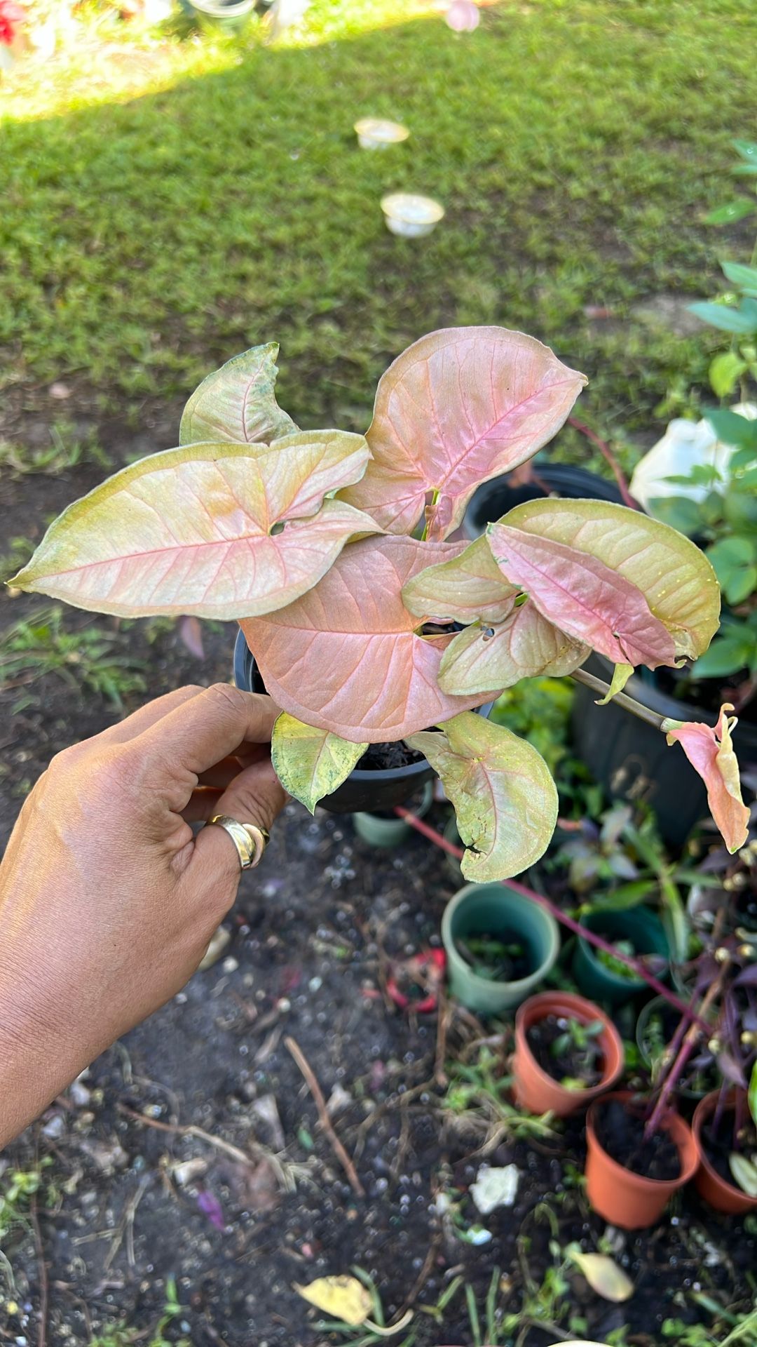 Pink Syngonium Live Plant Available 4”