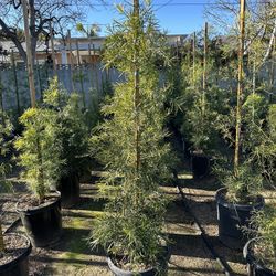 Podocarpus Privacy Hedge