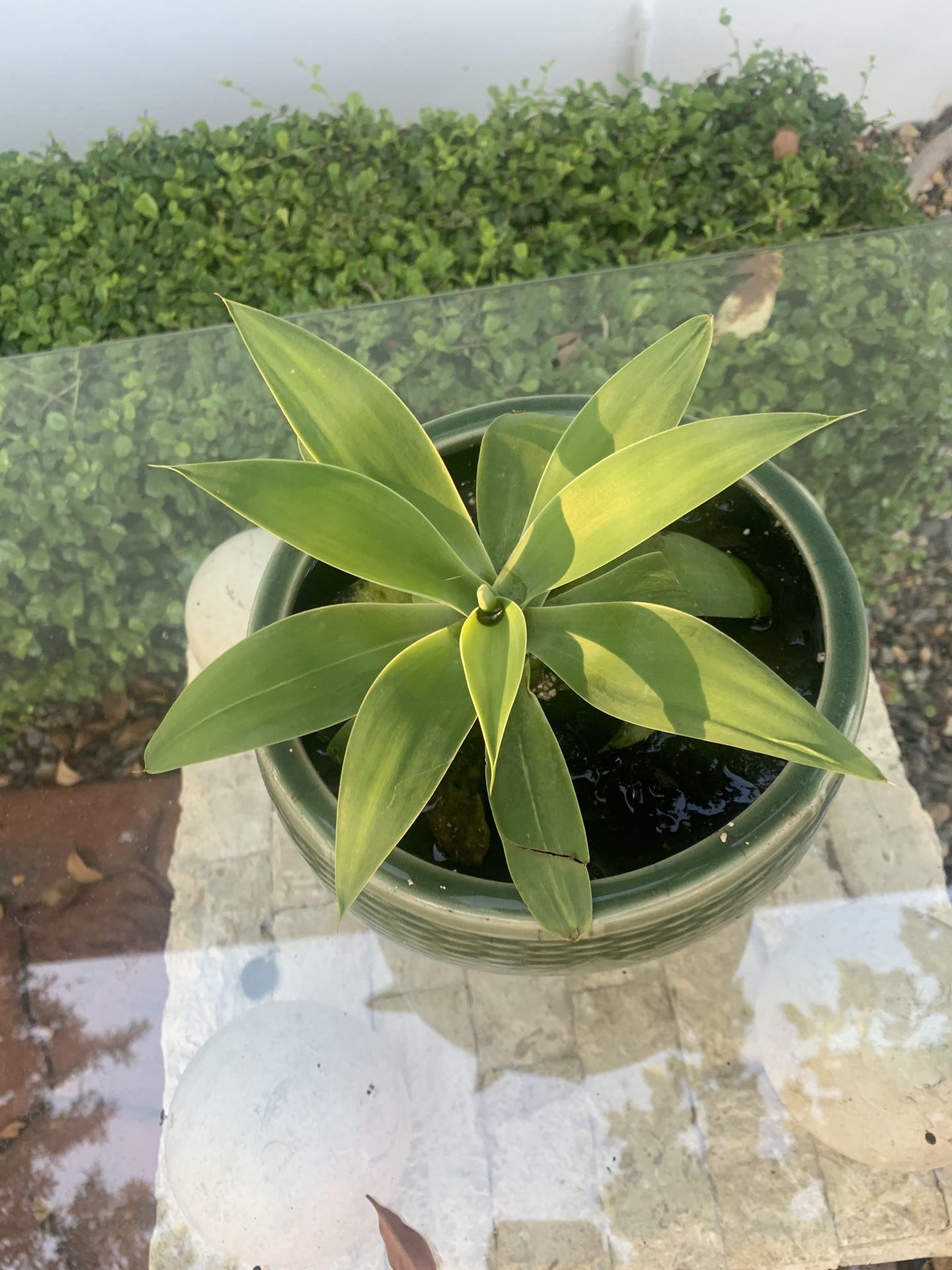 Agave Plant Ceramic Pot
