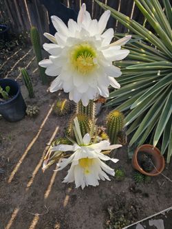 Cactus Pupps 🌵 Only