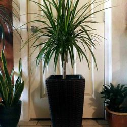 $39 Each Beautiful Plant 